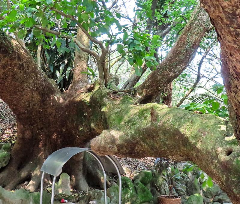 百年茄苳樹下的土地公廟。照片提供者：方文樹 / 拍攝日期：2023/04/03