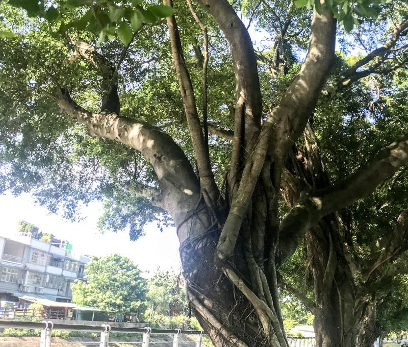 龜山中正公園依著南崁溪而建。照片提供者：方文樹 / 拍攝日期：2023/09/10