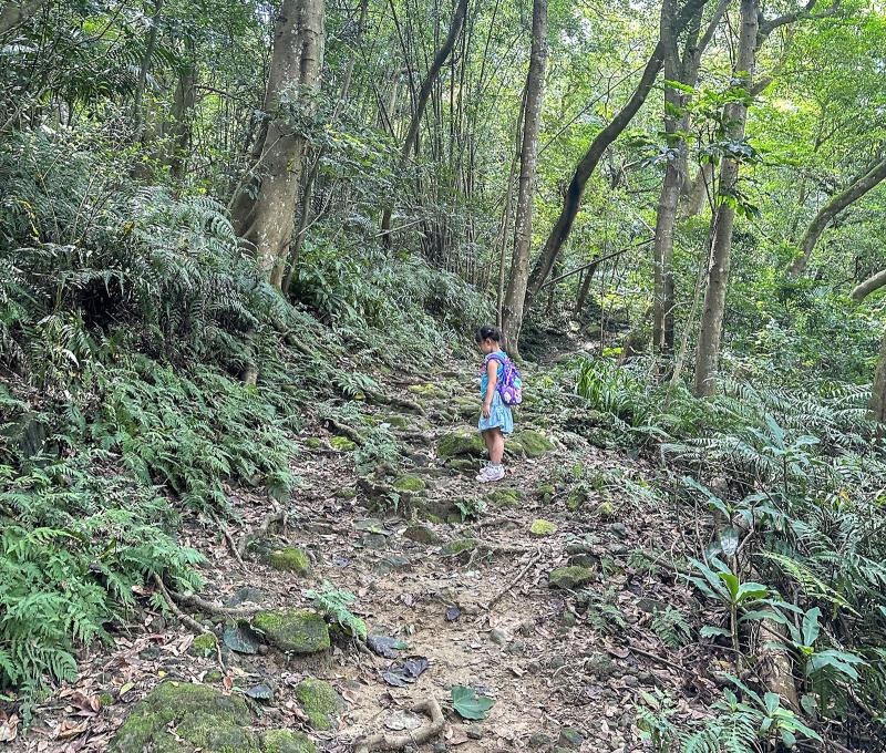 沿途樹根隆起，是純天然的步道。照片提供者：林美惠 / 拍攝日期：2023/08/27