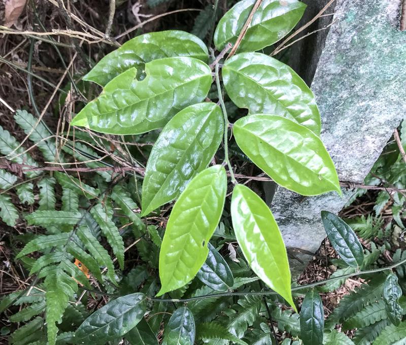 古道上的植物─清風藤。照片拍攝者：方文樹／拍攝日期：2022/3/16