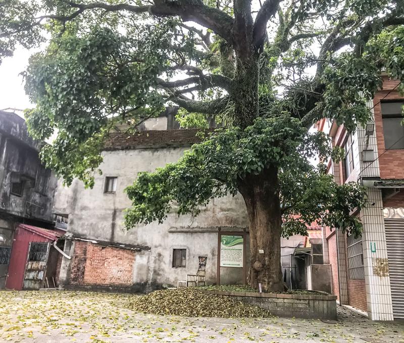 百年茄苳樹正面。照片拍攝者：方文樹 / 拍攝日期：2022/3/16