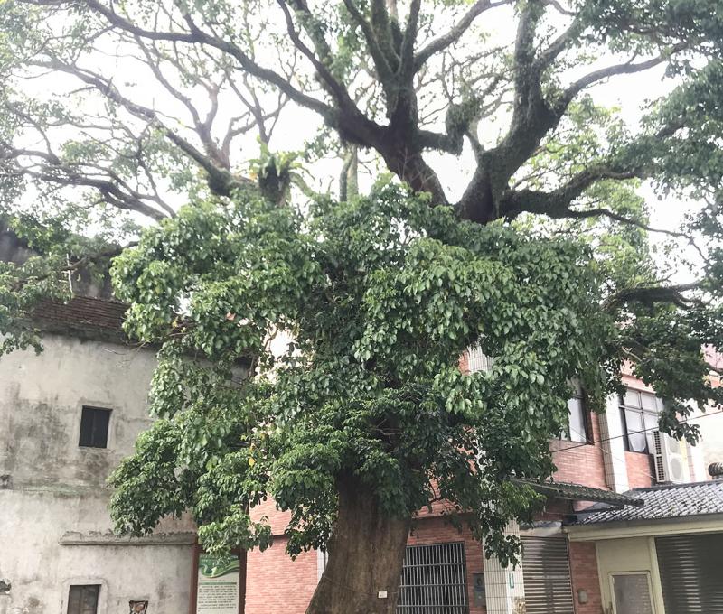 不同角度的百年老樹。照片拍攝者：方文樹 / 拍攝日期：2022/3/16