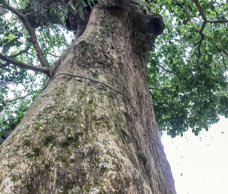 百年茄苳樹仰角。照片拍攝者：方文樹 / 拍攝日期：2022/3/16