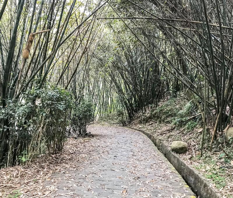 通往打鐵寮古道入口的竹林。照片拍攝者：方文樹／拍攝日期：2022/3/16