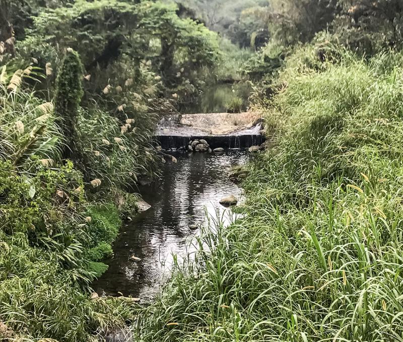 太平橋下野溪。照片拍攝者：方文樹／拍攝日期：2022/3/16