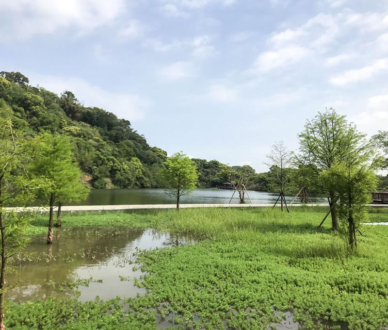 生態公園內的落羽松。照片拍攝者：方文樹／拍攝日期：2022/04/13