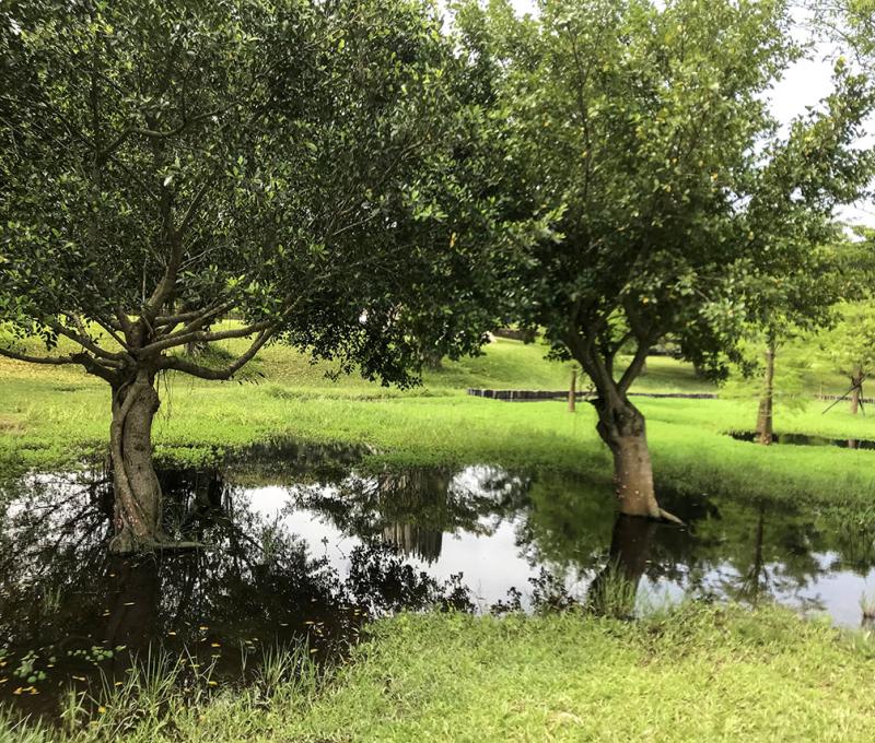 生態公園水中的榕樹。照片拍攝者：方文樹／拍攝日期：2022/04/13