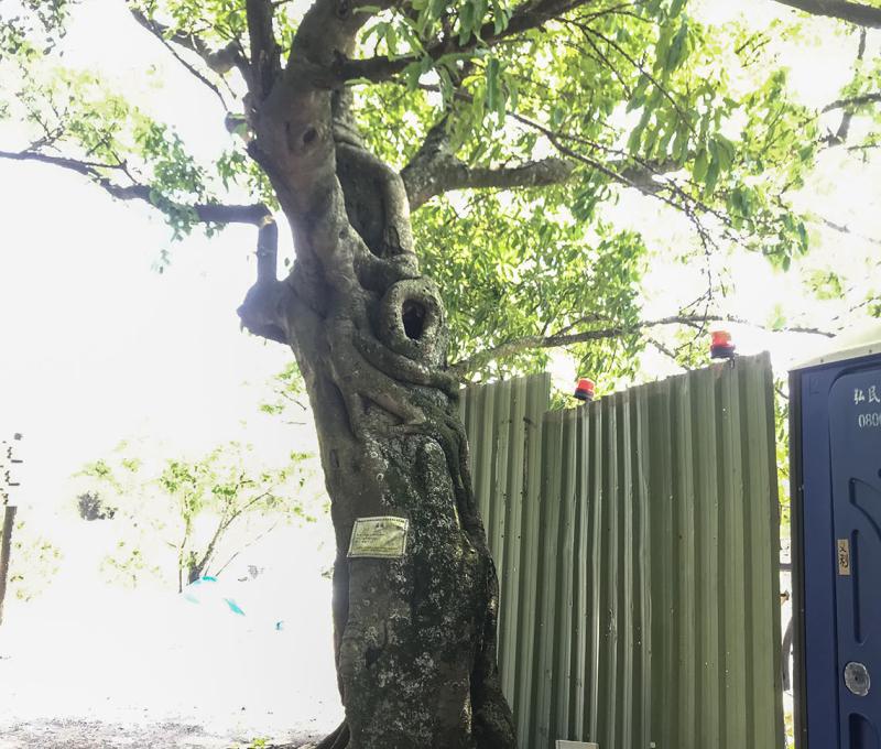 大平紅橋橋頭的雀榕。照片拍攝者：方文樹／拍攝日期：2022/04/13