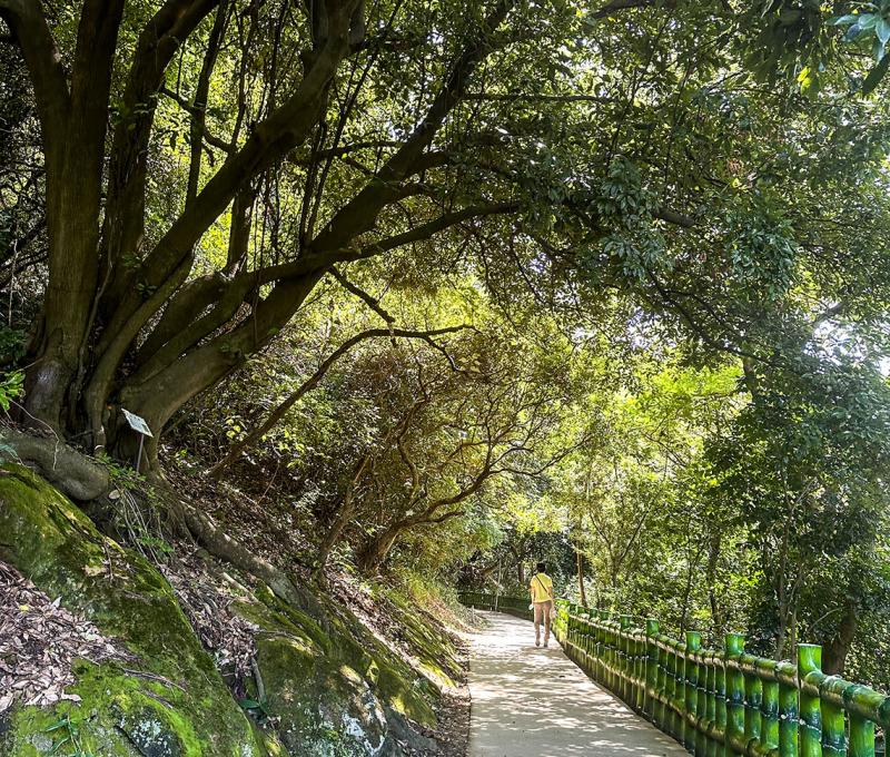 偶見邊坡的大樹，靠板根筋緊抓住邊坡。照片提供者：林美惠 / 拍攝日期：2023/08/14