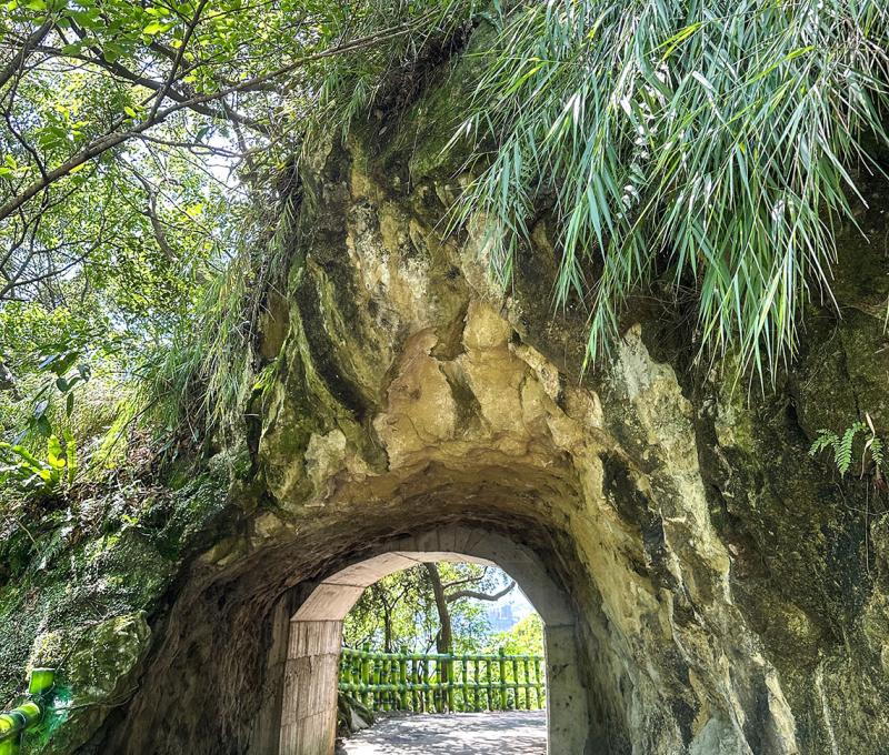 隧道上的台灣蘆竹。照片提供者：林美惠 / 拍攝日期：2023/08/14