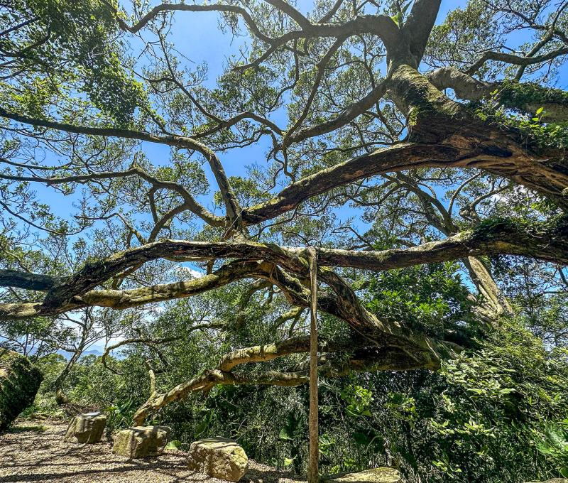 大榕樹枝葉茂密。照片提供者：林美惠 / 拍攝日期：2023/08/14