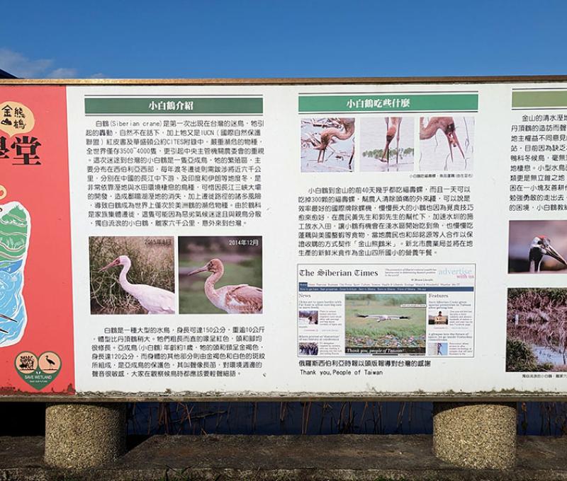 清水濕地小白鶴刊版