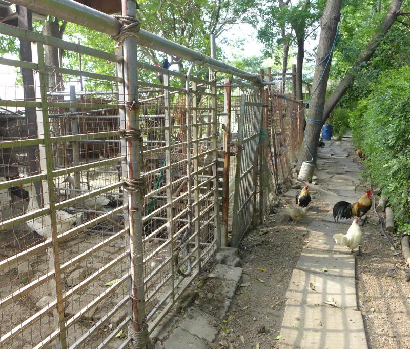 華德福學校動物飼養區（照片提供者：李孟勳 / 拍攝日期：2026/04/21）