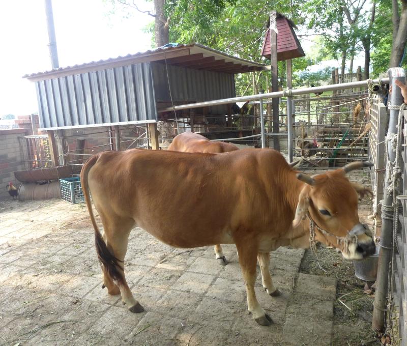 校內飼養黃牛（照片提供者：李孟勳 / 拍攝日期：2026/04/21）