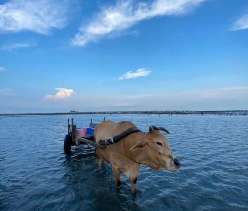 會推薦住宿遊客芳苑特色旅遊行程，例如海牛體驗。（照片提供者：黃雯鈴）