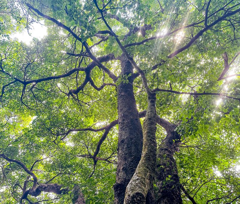 陽光自參天古木間灑下。照片提供者：林美惠 / 拍攝日期：2023/08/27