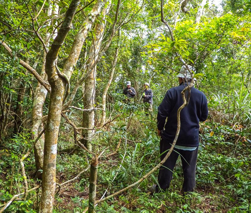 調查人員以捲尺測量崖邊平台的駐在所範圍 照片提供者：原住民族委員會原住民族文化發展中心