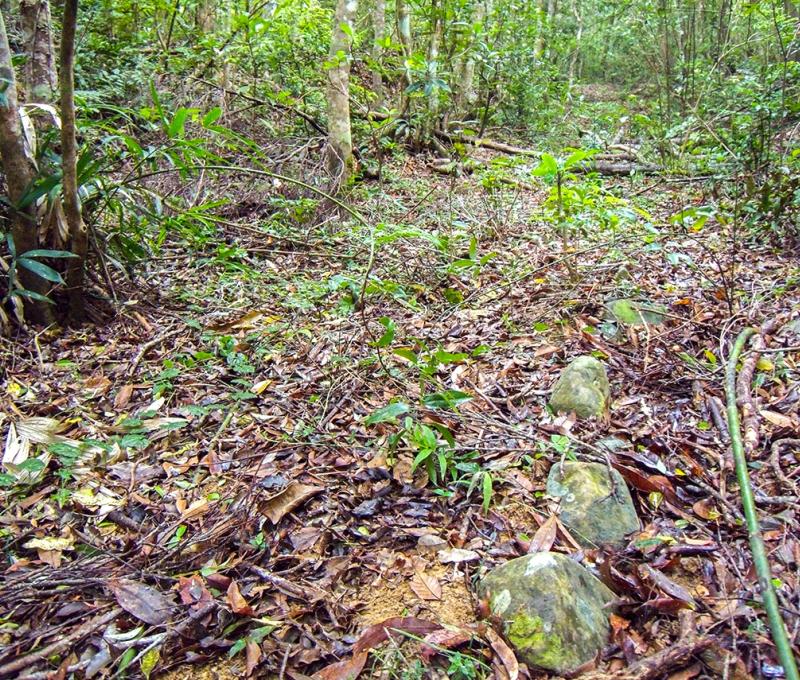 出水坡稜線上的清代古道路肩立石 照片提供者：原住民族委員會原住民族文化發展中心／拍攝日期：109.11.27