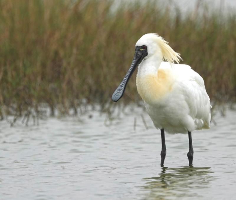 社子島的黑面琵鷺（Platalea minor）。近年北部也會有零星數量的黑面琵鷺，春季北返時刻常落腳在淡水河口，胸前的黃與頭後的裝飾羽，都預告了繁殖季即將到來。／資料來源：王力平拍攝。《島都之河》河流生態篇。