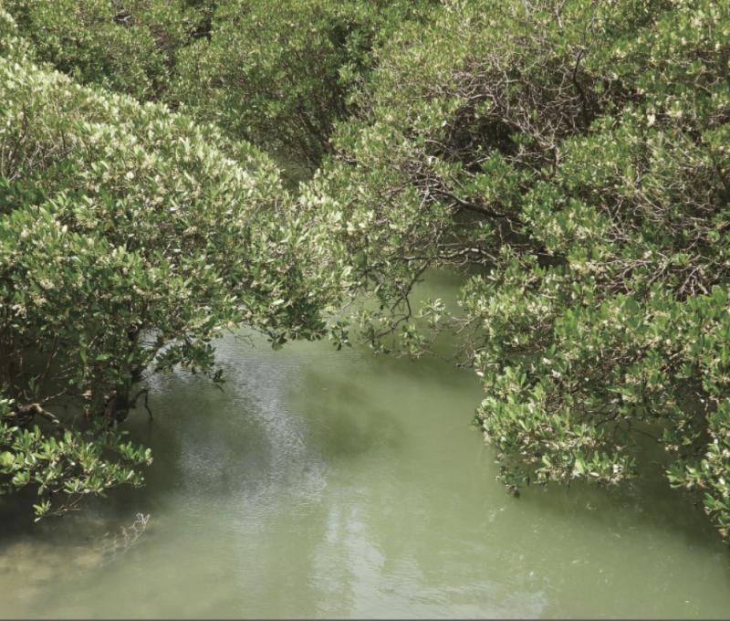 社子島島頭公園的水筆仔（Kandelia obovata）。水筆仔等紅樹林過去被認為能保護海岸，因此刻意種植或保護，但目前認為適度疏伐紅樹林才能維持生物多樣性。關渡自然公園在解編回歸《溼地保育法》後，於2024年開始伐除。／資料來源：王力平拍攝。《島都之河》河流生態篇。