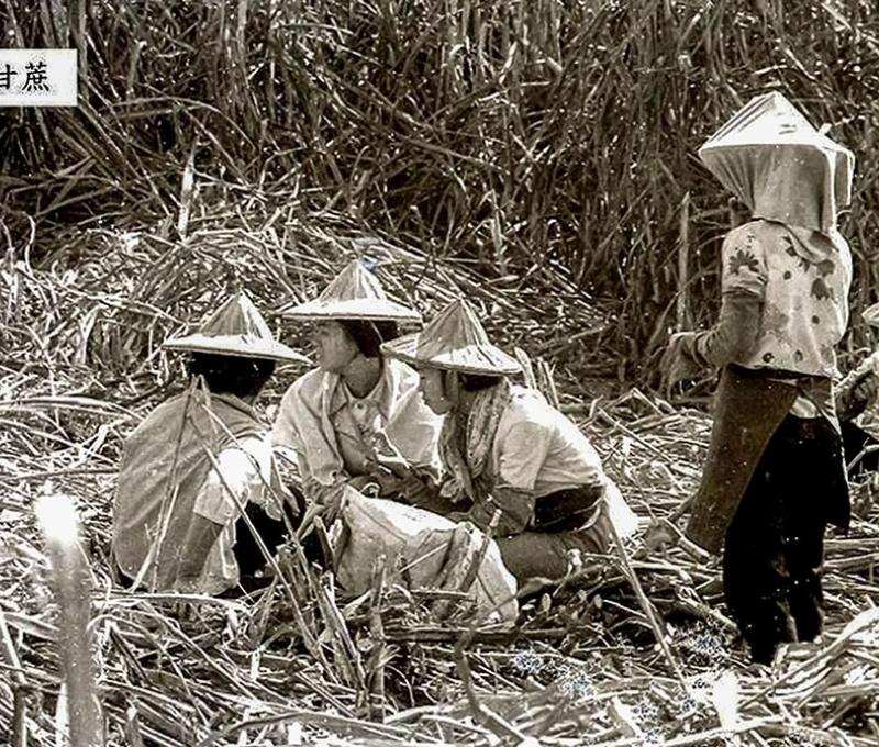 鹿港糖業車站是為蔗糖產業而建立的交通路線，圖為50年代的蔗田採收照片 照片提供者：鐘清溪 / 拍攝年份：1968-1969