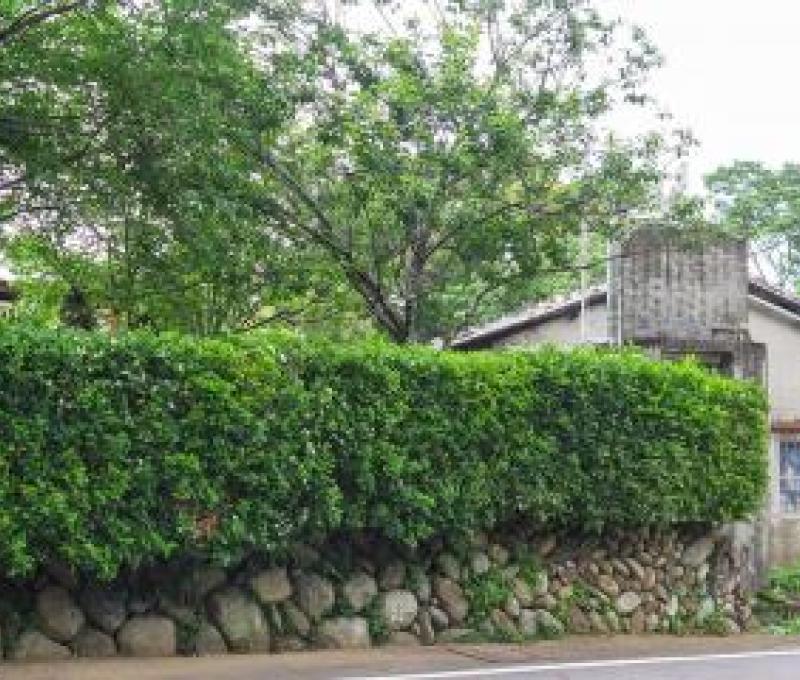 石頭推砌的矮牆。照片拍攝者：林炯任／拍攝日期：2021/4/24