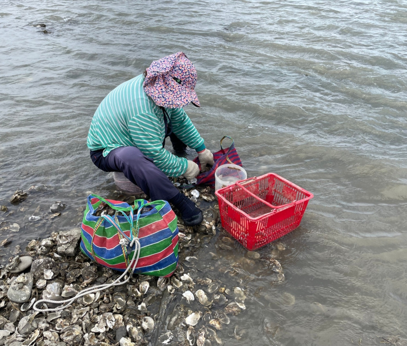 08 採石蚵婦人/提供者: 島港豐巢
 08 Oyster Quarry Woman/Provided by Dao Gang Feng Chao