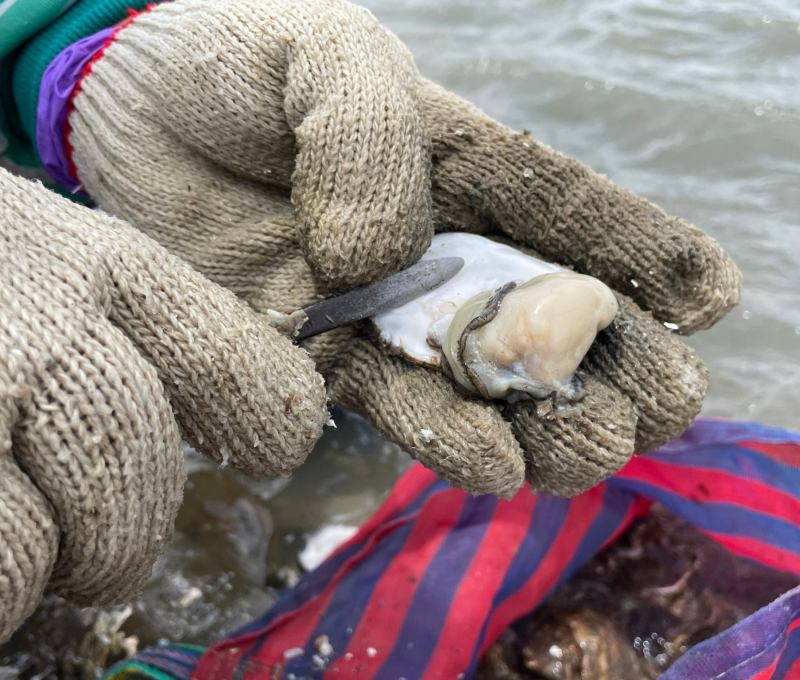 08 野生石蚵/提供者: 島港豐巢
 08 Wild Stone Oyster/Provided by Dao Gang Feng Chao