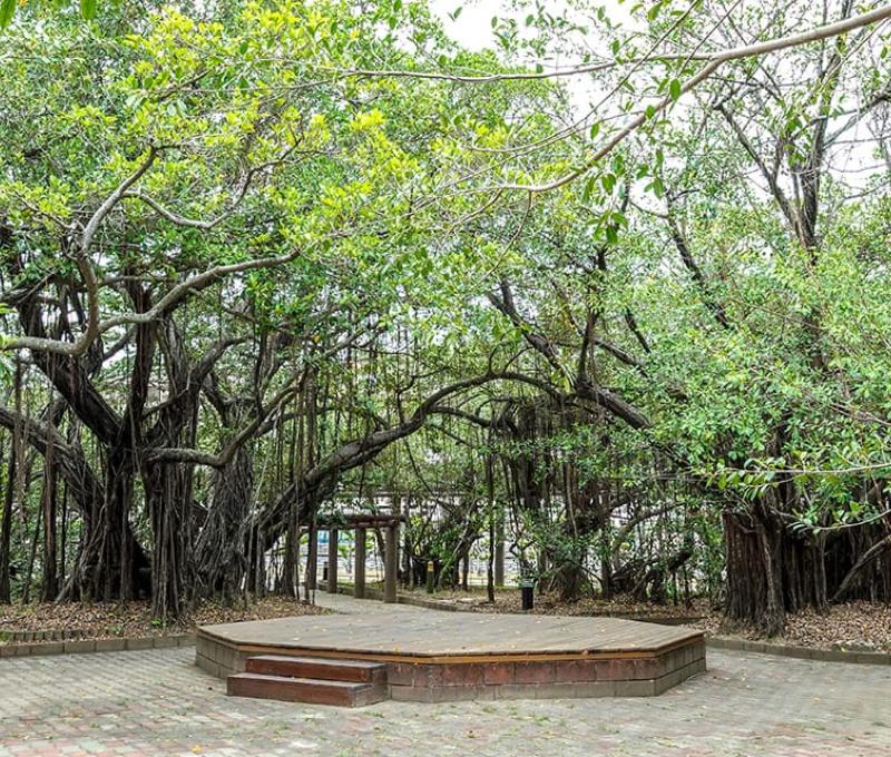 十二佃樹群盤根錯節奇景 照片提供者：毛毓翔 / 拍攝日期：2022/04/18