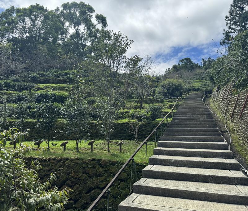 台大實驗茶園內茶園（照片提供者：陳力航 / 拍攝日期：2025/09/20）
