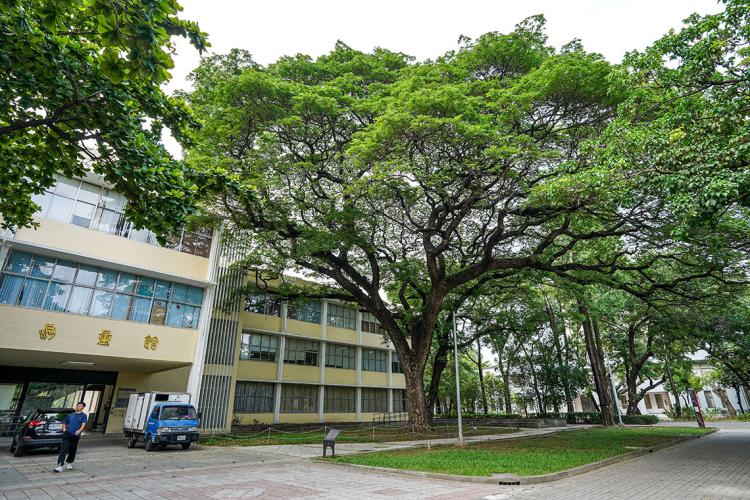 測量系系館 雨豆樹