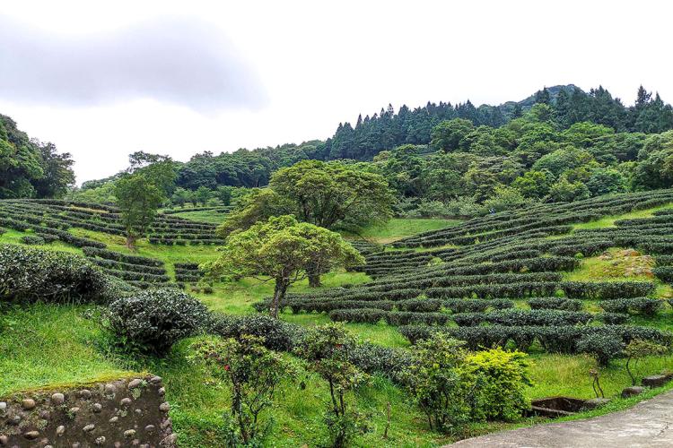 10熊空茶園