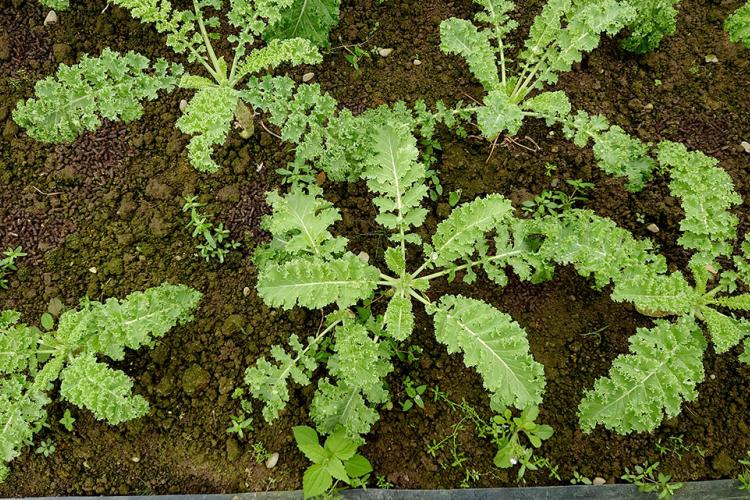 12新苗有機農場