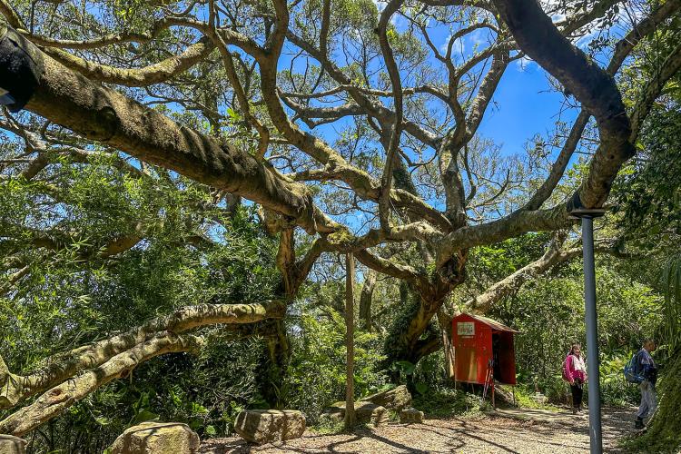 15望湖山百年大榕樹