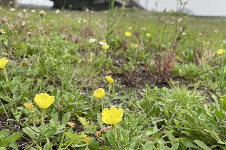 04 月見草/提供者：島港豐巢
 04 Evening primroses/Provided by Dao Gang Feng Chao
