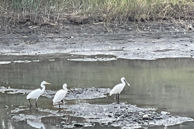 05 頭前溪上覓食的白琵鷺/提供者：島港豐巢
 05 White spoonbills foraging on the stream./Provided by Dao Gang Feng Chao