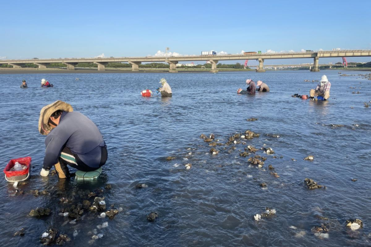 08 夏日季節限定採石蚵/提供者：島港豐巢
 08 Summer Limited-Time Oyster Harvesting/Provided by Dao Gang Feng Chao