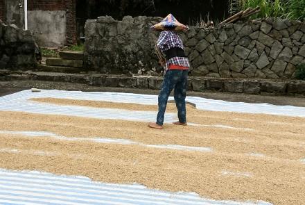 15曬稻穀