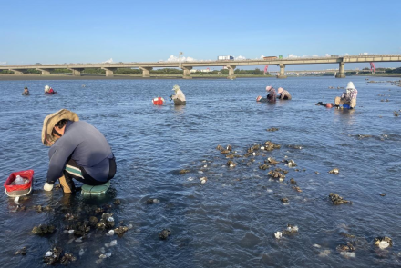 08 夏日季節限定採石蚵/提供者：島港豐巢
 08 Summer Limited-Time Oyster Harvesting/Provided by Dao Gang Feng Chao